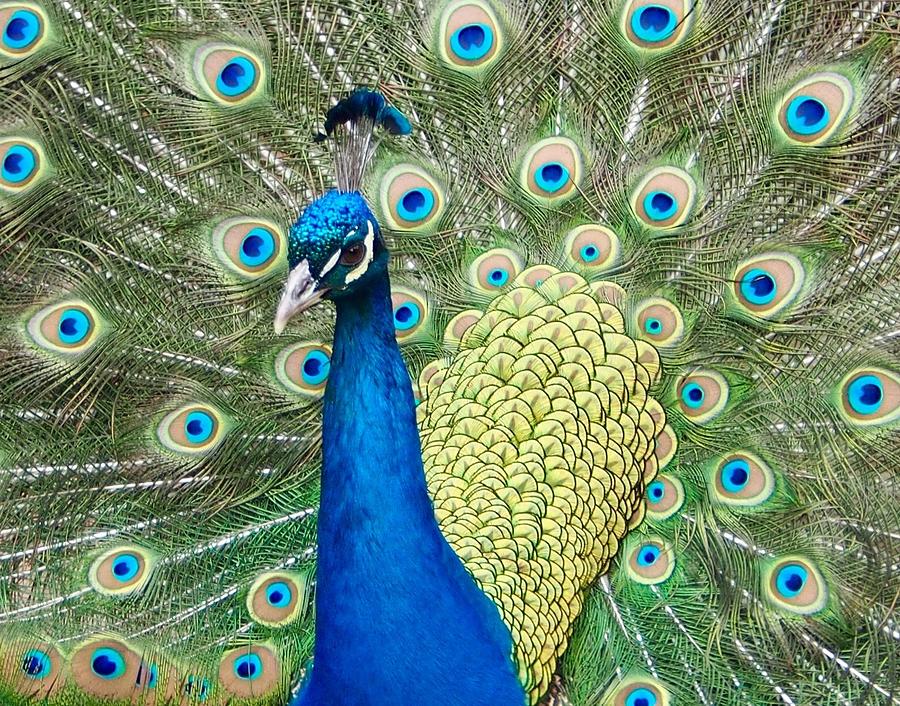 Peacock Splender Photograph by Jacklyn Duryea Fraizer