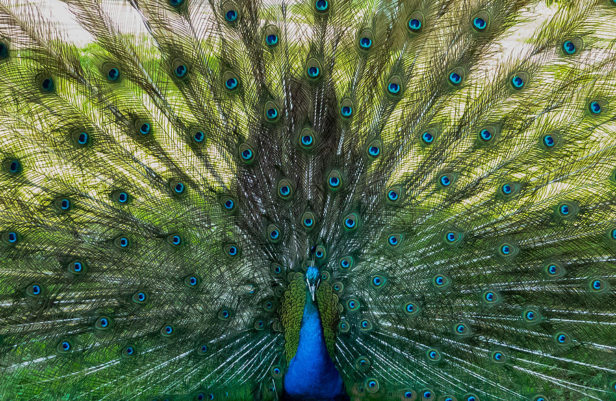 Peacock Splendor Photograph by Elizabeth Waitinas