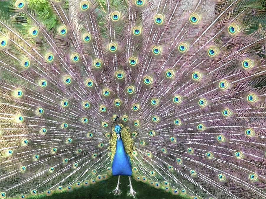 Peacock Splendor Photograph by Kristina Deane