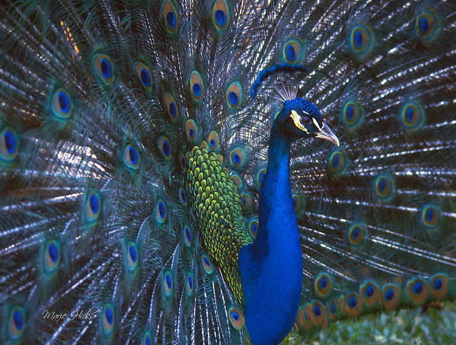 Peacock Splendor Photograph by Marie Hicks