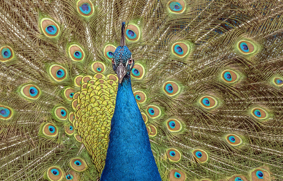 Peacock Splendor Photograph by William Bitman