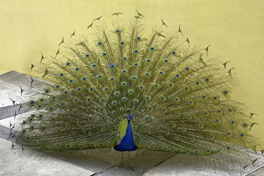 Peacock Spreading feathers Photograph by Sally Weigand