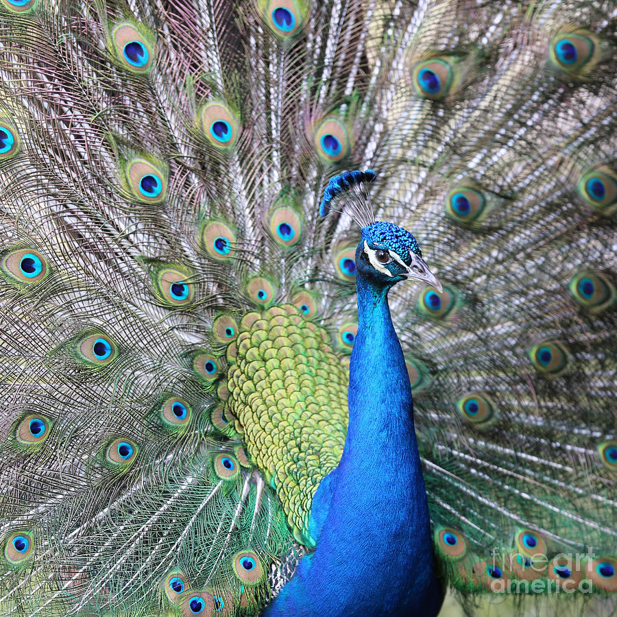 Peacock Square Photograph by Carol Groenen