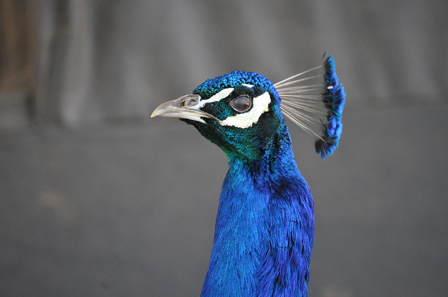 Peacock Stare Down Photograph by Bridgette Gomes