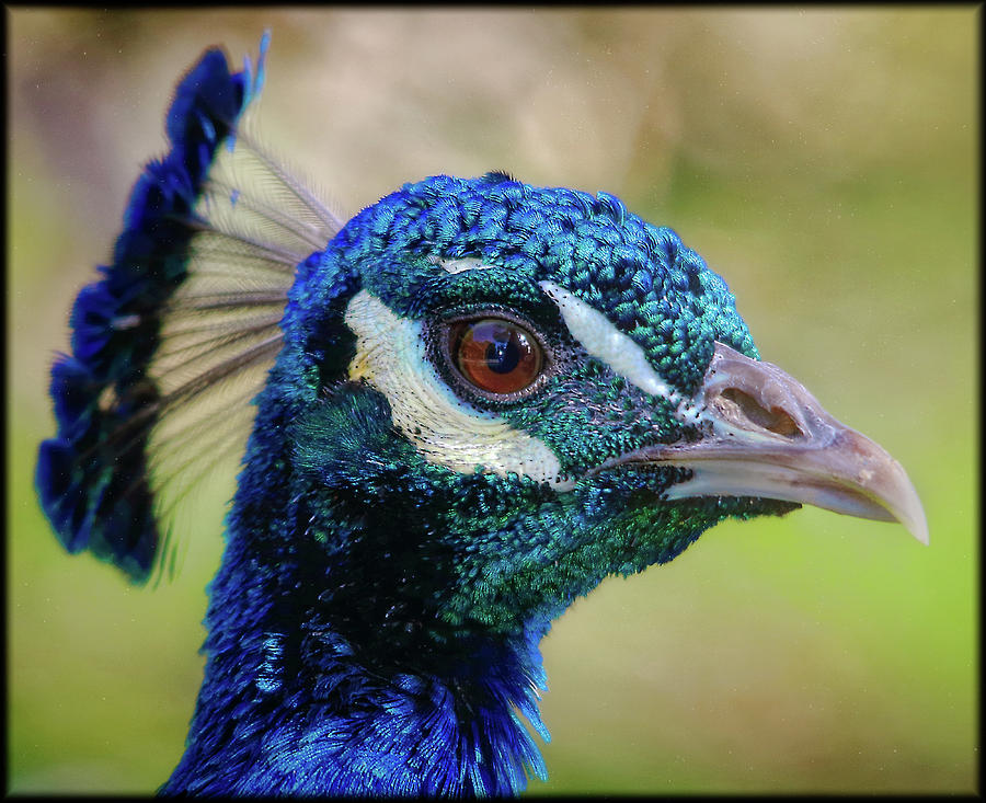 Peacock Stare Photograph by Elaine Malott