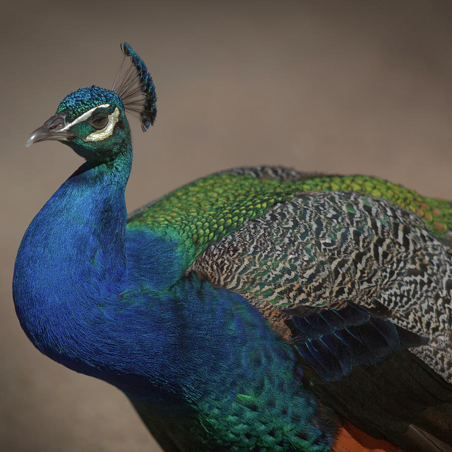 Peacock Photograph by Steve Gravano