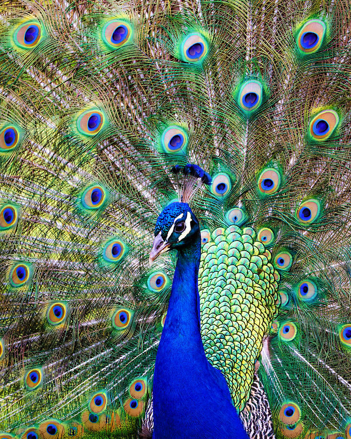 Peacock Photograph by Steve Stephenson