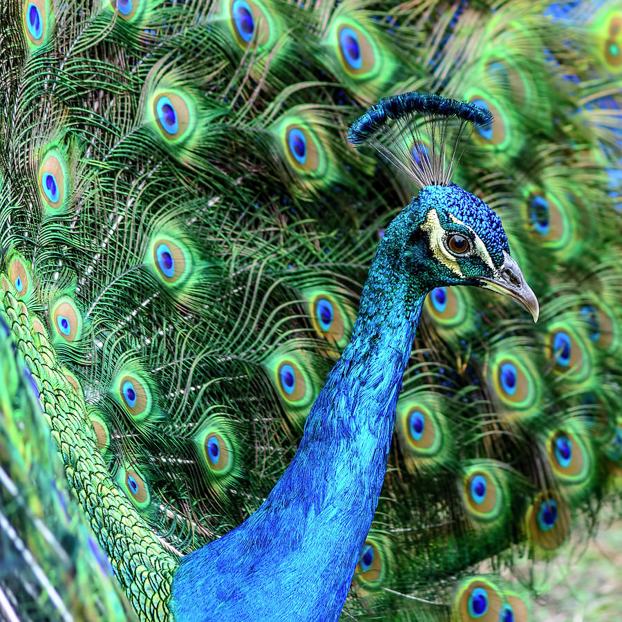 Peacock Photograph by Steven Sparks