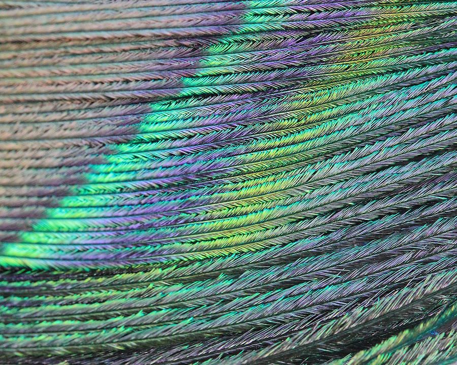 Peacock Stripes Photograph by Angela Murdock
