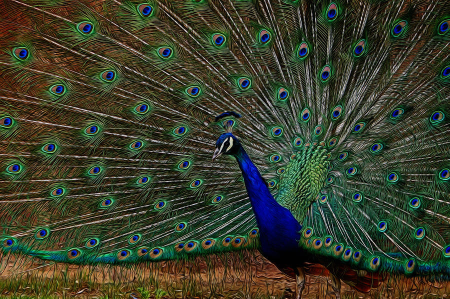 Peacock Strut 2 Digital Art by Ernest Echols