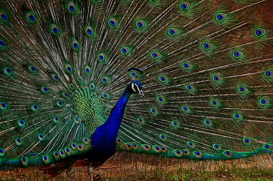 Peacock Strut Digital Art by Ernest Echols