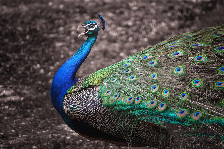 Peacock Strut Photograph by Joni Eskridge