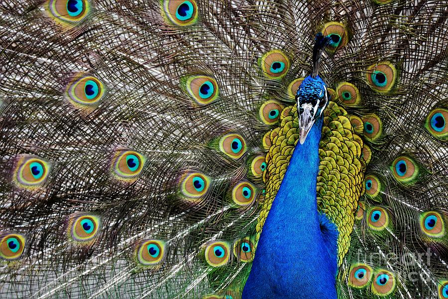 Peacock Strut Photograph by Julie Adair