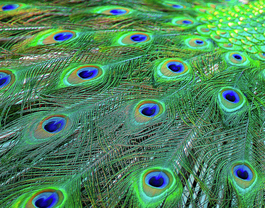 Peacock Tail - 2 Photograph by Thomas Magnuson - Fine Art America