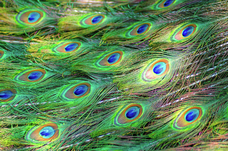 Peacock Tail - 3 Photograph By Thomas Magnuson