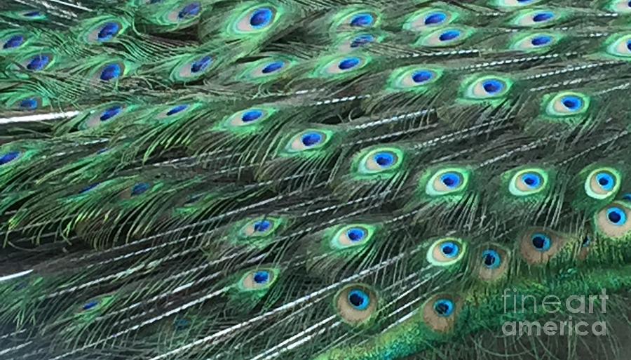 Peacock Tail Feathers Photograph
