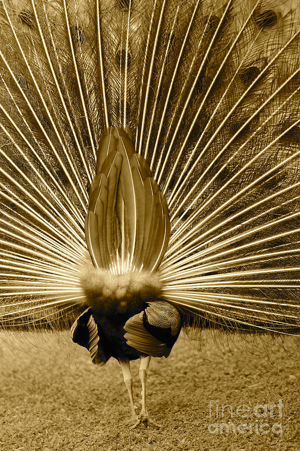 Peacock Tail Feathers - Sepia Photograph by Carol Groenen
