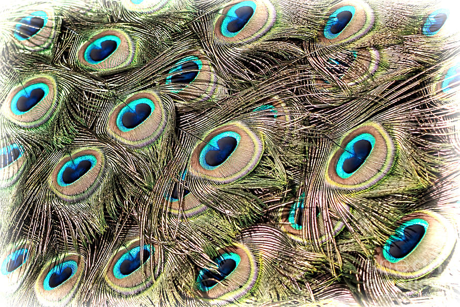 Peacock Tail Feathers Toned Photograph by Barbara McMahon