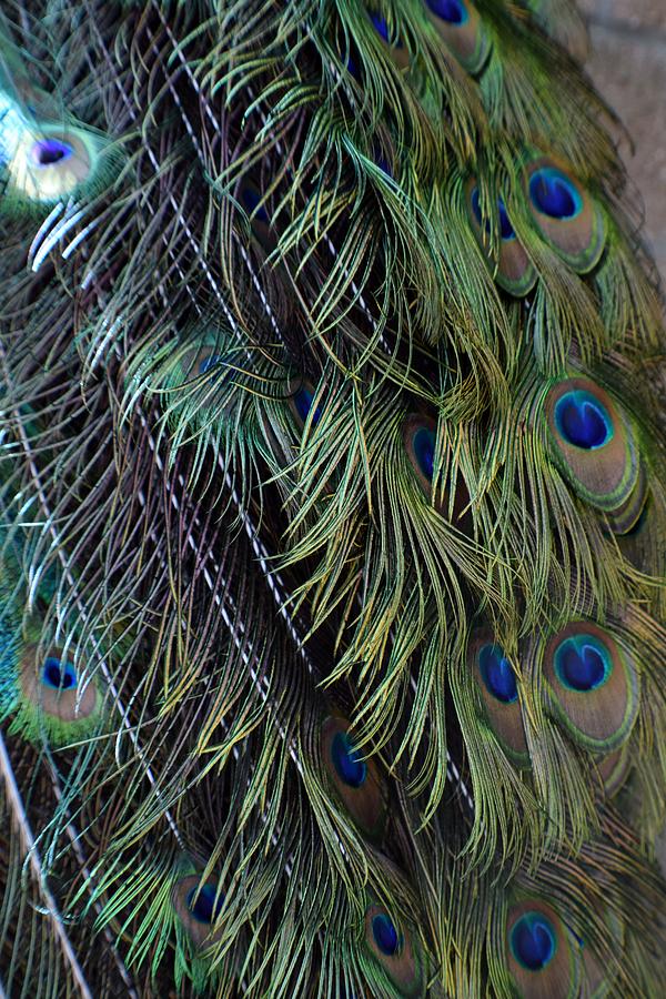 Peacock Tail Photograph by Jimmy Chuck Smith