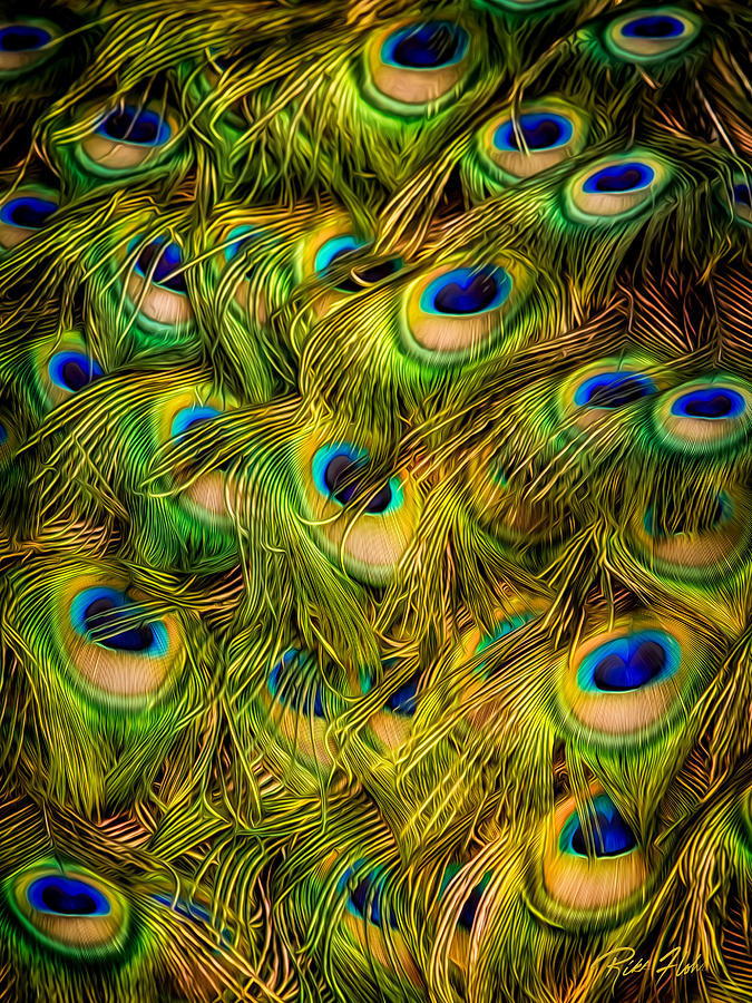 Peacock Tails Photograph by Rikk Flohr