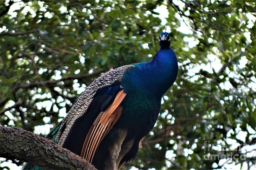 Peacock Photograph by Tamara Michael