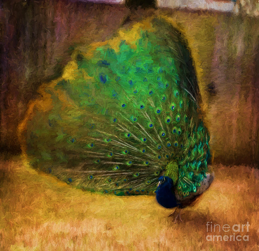 Peacock Digital Art by Terry Weaver - Fine Art America