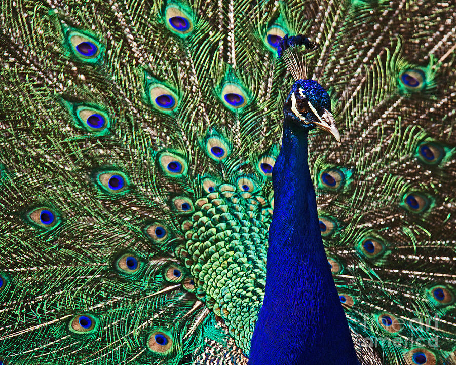 Nature Photograph - Peacock by Tom Gari Gallery-Three-Photography