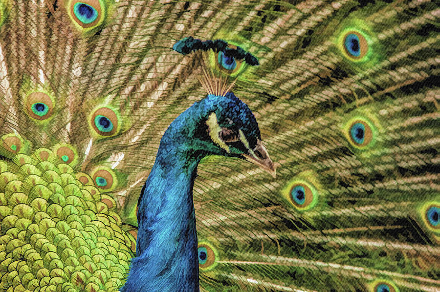 Peacock  v5 Photograph by John Straton