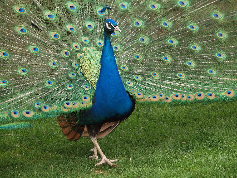 Peacock Photograph - Peacock by Valerie Morrison