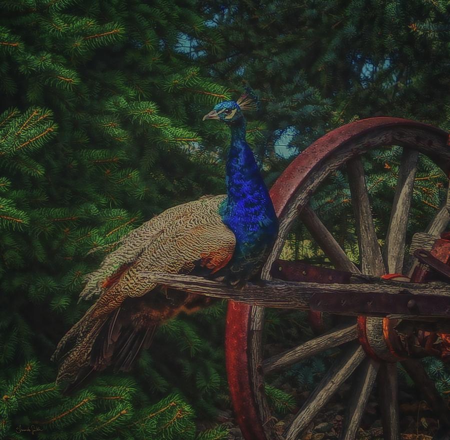 Peacock Vantage Photograph by Amanda Smith