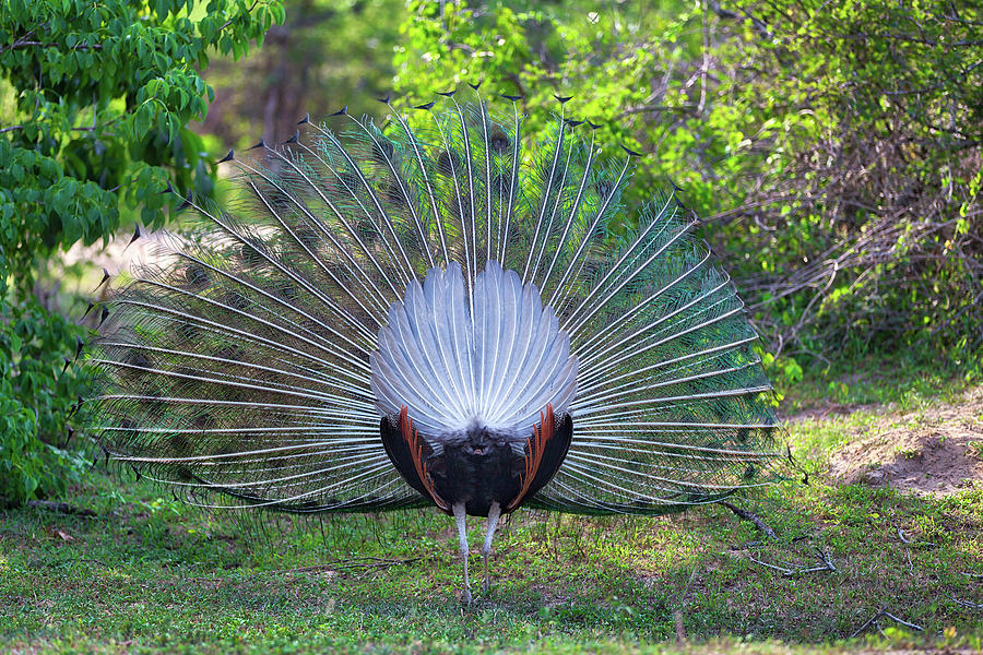 Peacock With Gorgeous Spread Colored Feathers Shows His Tail Photograph by Gina Koch