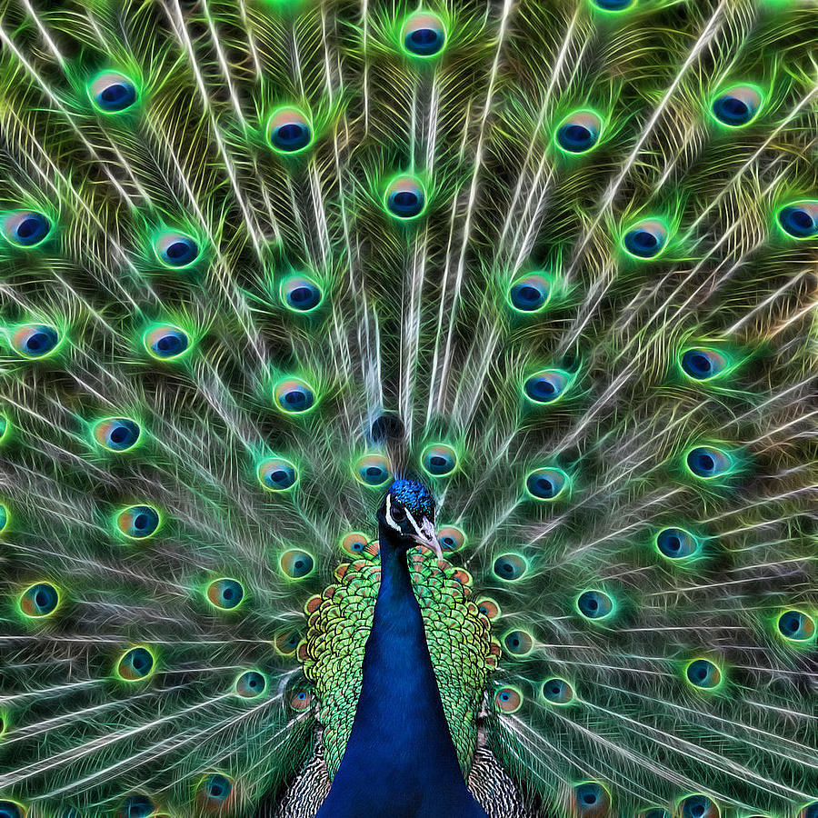 Peacock Photograph - Peacocking by Joetta West