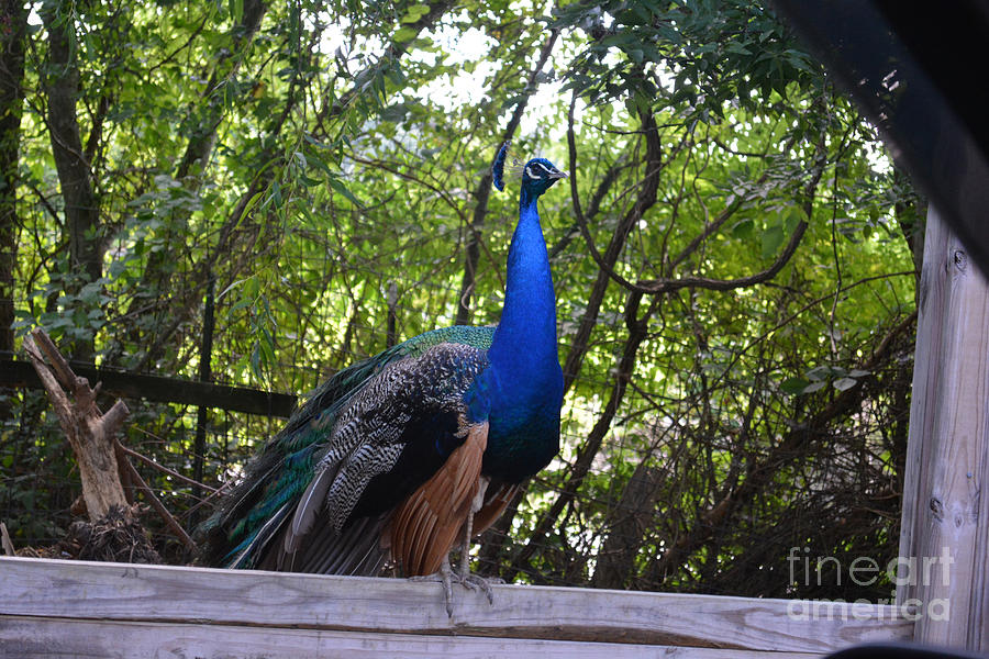 Peacock...photo C Photograph