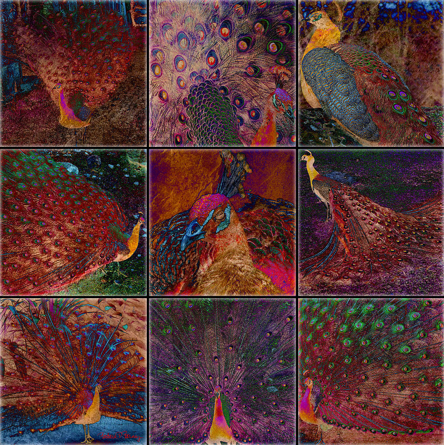 Peacocks Digital Art by Barbara Berney