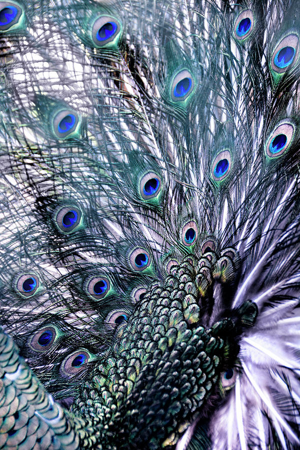 Peacocks Feathers Photograph