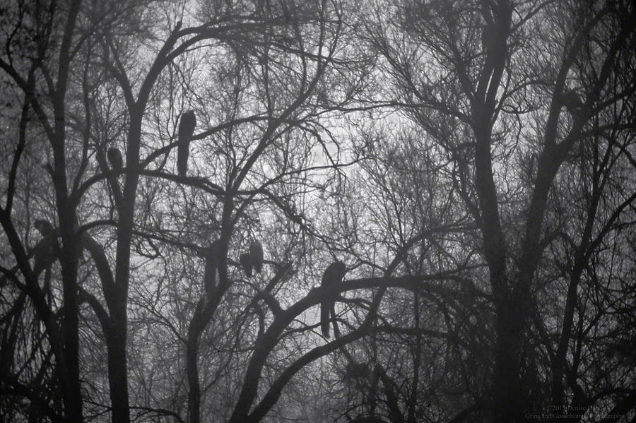 Peacocks In The Mist Bw Photograph