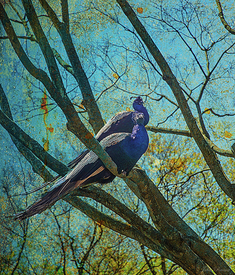 Peacocks in Tree Photograph by John Rivera
