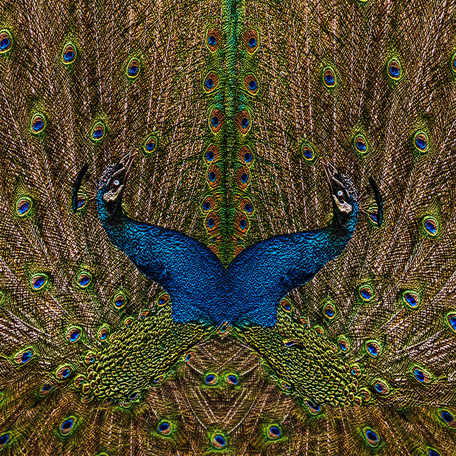 Pheasant Painting - Peacocks by Jack Zulli