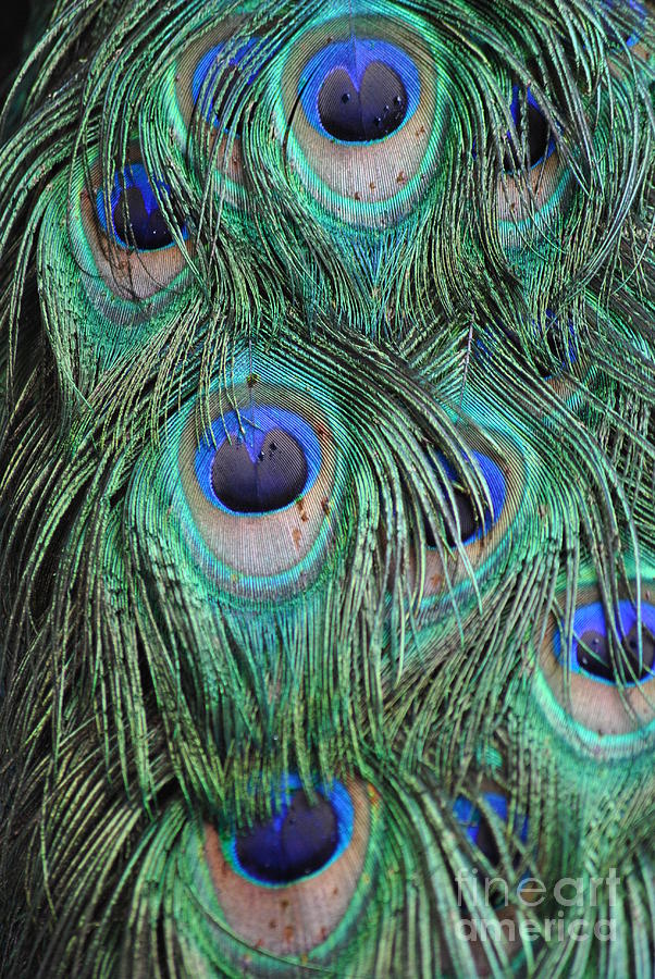 Peacocks show Photograph by Frank Larkin