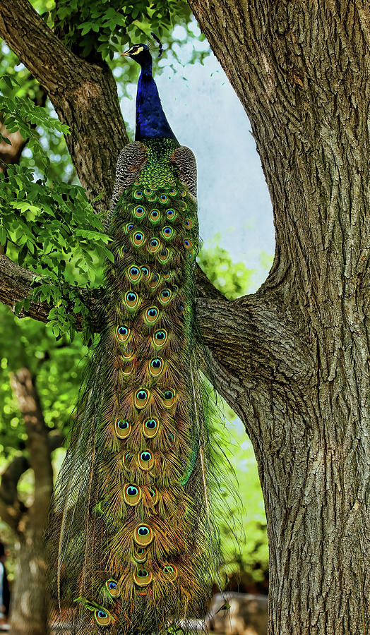 Peacocks Tail Photograph by Judy Vincent