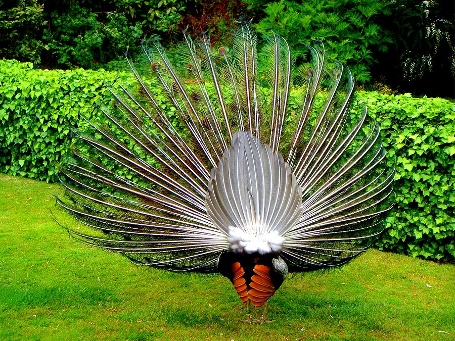 Peacocks Tail Photograph by Roberto Alamino