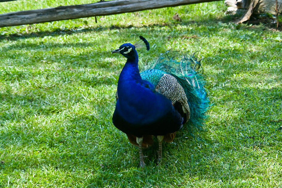 Peacock Photograph - Peacok Eying You by Douglas Barnett