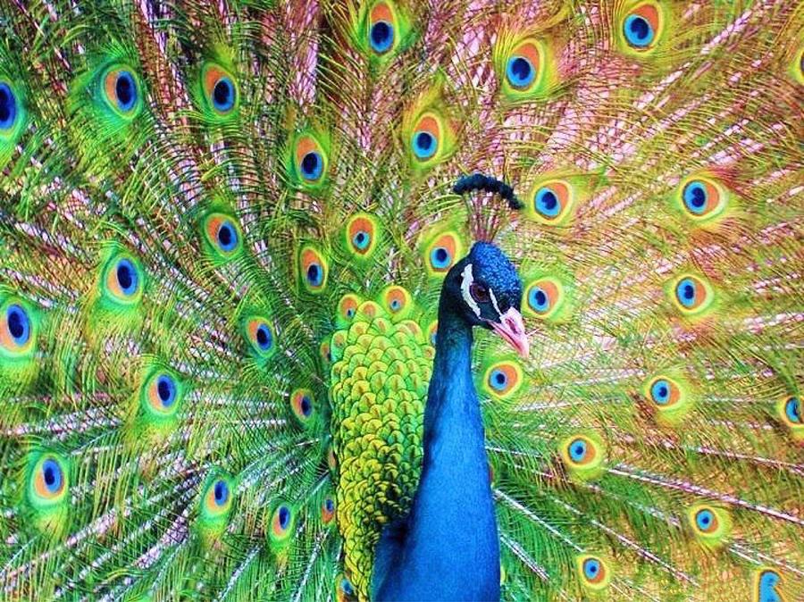 Peacok Profile Photograph by Doris Aguirre