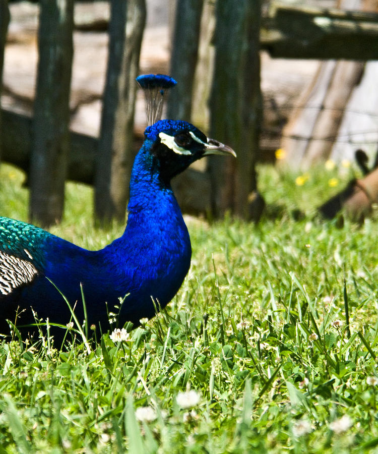 Peacock Photograph - Peafowl Eye to Eye by Douglas Barnett