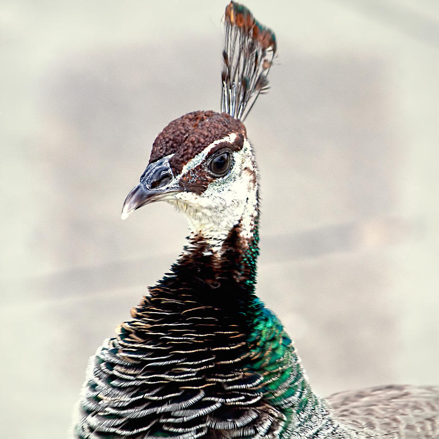 peahen-photograph-by-andrew-chianese