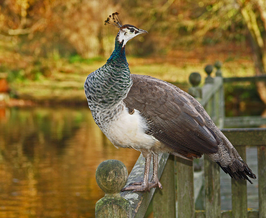 Peahen In Autumn Photograph by Bel Menpes
