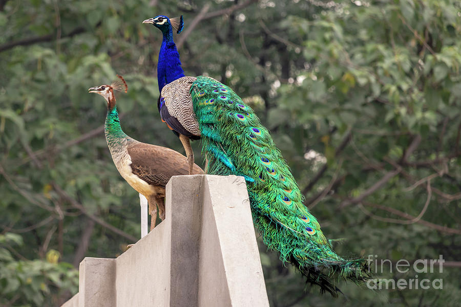 peahen-peacock-together-photograph-by-tarlok-kumar-fine-art-america