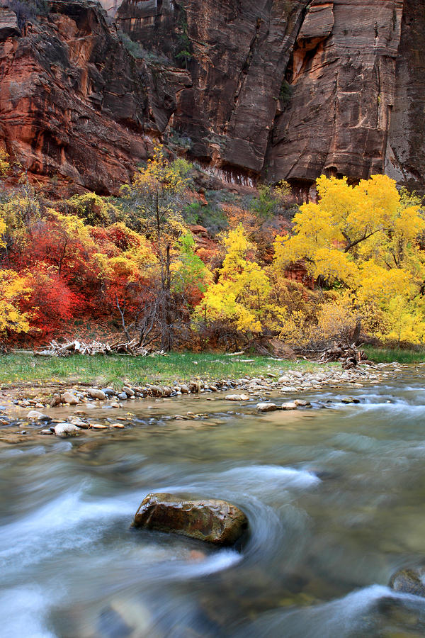 Peak Autumn colors at Sinawava Temple in Zion Photograph by Pierre ...