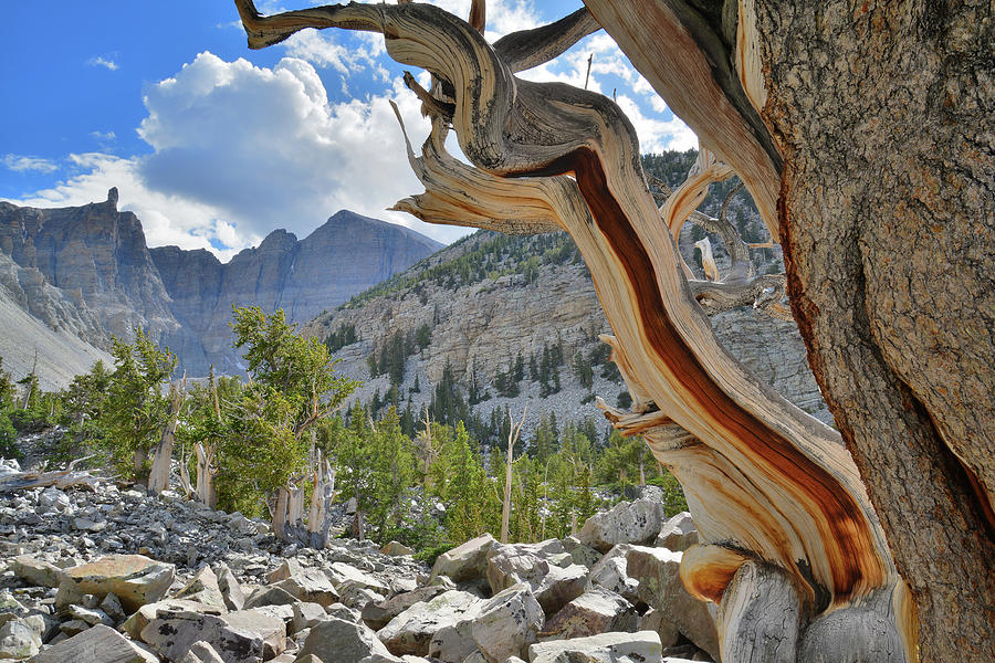 Peak Bristlecone Pine Photograph by Ray Mathis