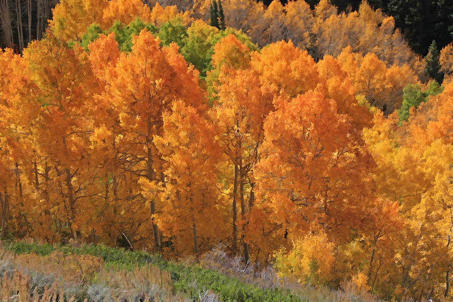 Tree Photograph - Peak Color At Guardsman Pass by Donna Kennedy